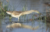 Squacco heron (Ardeola ralloides)