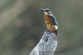 Kingfisher at Mesologgi lagoons