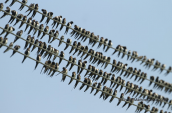 Shallows (Hirundo rustica)