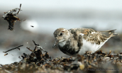 Turnstone at Oropos lagoon