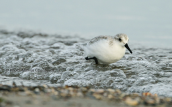 Sanderling (Calidris alba) at Oropos lagoon
