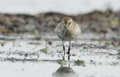 Dunlin at Oropos lagoon