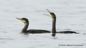 Shags at Oropos lagoon