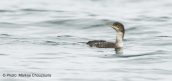 Shag at Oropos lagoon