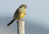 Cirl bunting (Emberiza cirlus) at Lesvos island
