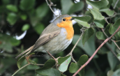 Robin (Erithacus rubecula)