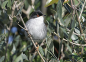 Sardinian warbler (Sylvia melanocephala)