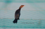 Pygmy cormorant (Phalacrocorax pygmeus) at Porto Lagos lagoons