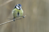 Blue tit (Parus caeruleus)