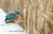 Kingfisher at Tritsis park at Athens