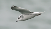Little gull  (Larus minutus) at Oropos (Attica)