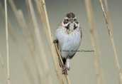 Reed bunting (Emberiza schoeniclus) at Oropos lagoon