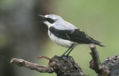Wheatear (Oenanthe oenanthe) at Dystos lake