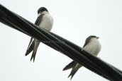 House martins (Delichon urbica) at Oropos lagoon