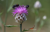 Centaurea alba subsp. deusta at Pelion mountain