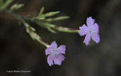 Dianthus fruticosus at south Peloponnese