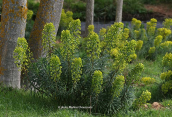 Mediterranean spurge