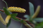 White willow