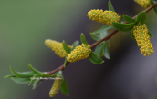 White willow