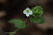 Cymbalaria-leaved speedwell (Veronica cymbalaria)