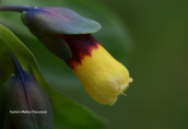 Cerinthe major