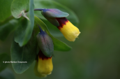 Cerinthe major