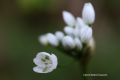 White garlic (Allium neapolitanum)