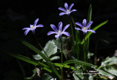 Chionodoxa nana at White mountains at Chania perfecture