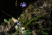 Chionodoxa nana at White mountains at Chania perfecture
