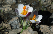 Crocus sieberi subsp. sieberi at white mountains (Crete)