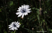 Anemone hortensis subsp. heldreichii at Rethimno perfecture (Crete)
