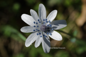 Anemone hortensis subsp. heldreichii at Rethimno perfecture (Crete)
