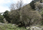 Acer sempervirens at Chania perfecture (Crete)
