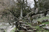 Acer sempervirens at Chania perfecture (Crete)