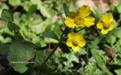 Ranunculus creticus at Chania perfecture (Crete