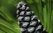 Pinus heldreichii at Pindos mountains