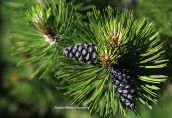 Pinus heldreichii at Pindos mountains
