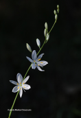 \Anthericum liliago at Pindos mountains