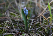 Hyacinthella leucophaea ssp. atchleyi at Viotia perfecture