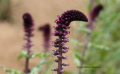 Lysimachia atropurpurea