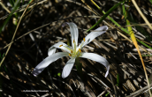 Colchicum soboliferum