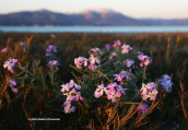 Three-horned Stock (Matthiola tricuspidata)