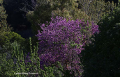 Judas tree (Cercis siliquastrum)