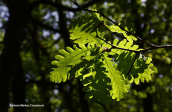 Hungarian oak (Quercus frainetto) at Foloi forest
