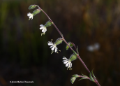 Silene dichotoma