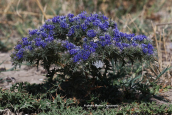 Cardopatum corymbosum