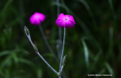 Rose campion (Lychnis coronaria)