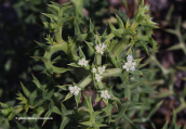 Prickly parsnip (Echinophora spinosa)