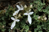 Teucrium aroanium at little Ziria mountain