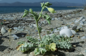 Yellow hornpoppy (Glaucium flavum) at Evia island